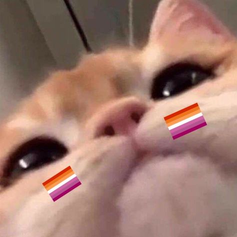 Lesbian Cats Icons, Pride Cat Pfp, Cute Pfp With Lesbian Flag, Cat With Lesbian Flag, Cat Lesbian Icon, Cute Lesbian Pfps, Lesbian Pfp Cat, Lesbian Flag Profile Picture, I ♡ Pfp