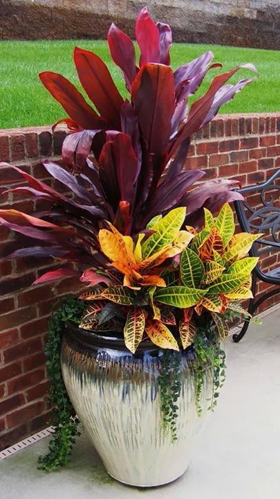 Succulent Planting, Potted Plants Patio, Garden Succulents, Pepper Plant, Plant Succulents, Porch Plants, Tropical Garden Design, Container Garden Design, Succulent Landscaping