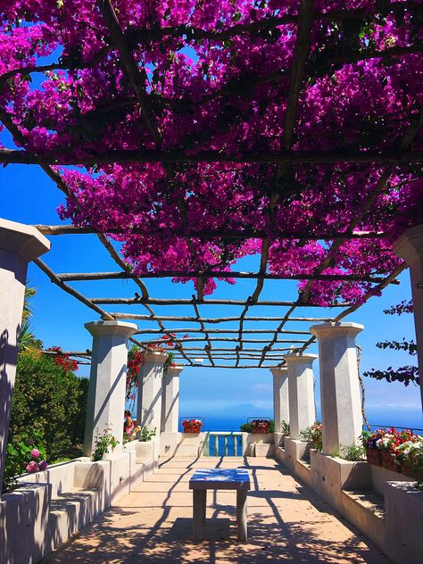 Villa Rufolo Ravello, Villa Rufolo, Bougainvillea Plant, Small Trees For Garden, Beautiful Place In The World, Ravello Italy, Moorish Architecture, Amalfi Coast Wedding, Italy Honeymoon