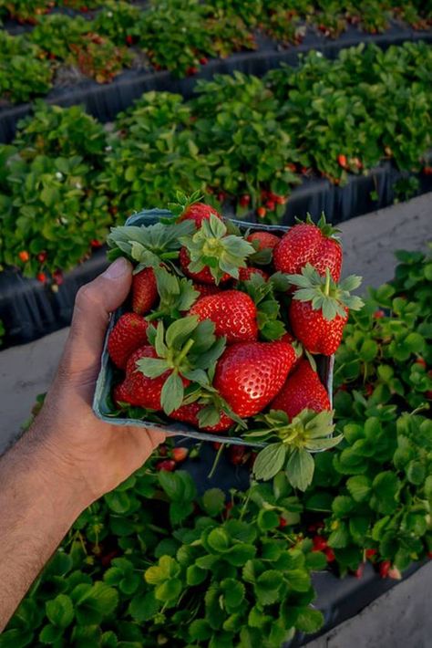 Strawberry Festival Aesthetic, Plant City Florida, Strawberry Festival, Ant Control, Festival Aesthetic, Plant City, Strawberry Picking, Flea Market Style, Stuff For Sale