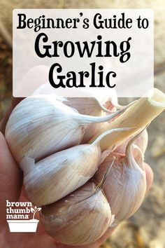 Garlic In Containers, Types Of Garlic, When To Plant Garlic, Garden Pest Spray, Garlic Growing, Garlic Garden, Grow Garlic, Harvesting Garlic, Diy Compost