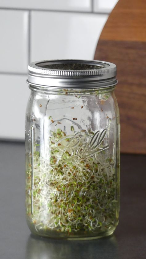 How To Grow Alfalfa Sprouts in a Jar - How To Sprout Alfalfa Seeds, How To Grow Alfalfa Sprouts, Alfalfa Sprouts Growing, Alphalfa Sprouts, Grow Alfalfa Sprouts, Sprouts In A Jar, Homesteader Recipes, How To Grow Sprouts, Sprouted Wheat Bread