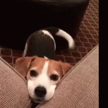 Dog Tail Wagging GIF - Dog TailWagging Happiness - Discover & Share GIFs Good Morning Dog, Monkey Gif, Dog Animation, Cute Little Puppies, Smiling Dogs, Puppies Funny, Little Puppies, Hound Dog, Dog Houses