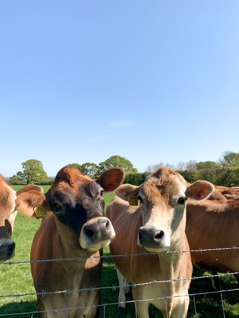 Cow Jersey, Cows Pictures, Field Of Cows, Cows In A Field, Cow Field, Really Big Dogs, Two Cows, Jersey Cow