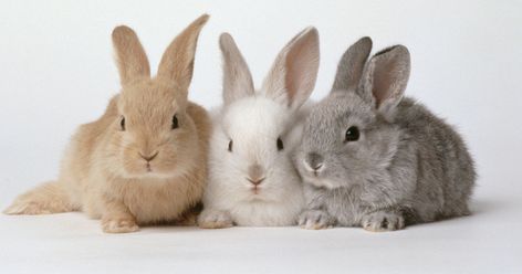 American Fuzzy Lop, Three Rabbits, Rabbits For Sale, Cutest Bunny Ever, Female Rabbit, Rabbit Names, Rabbit Rabbit Rabbit, Rabbit Life, Bunny Names