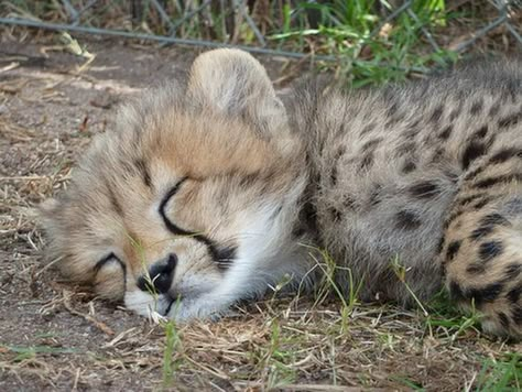 Aesthetic Wildlife, Baby Cheetah, Tattoo Nature, Tattoo Aesthetic, Baby Cheetahs, Cheetah Animal, Pretty Animals, Cheetahs, Cute Wild Animals