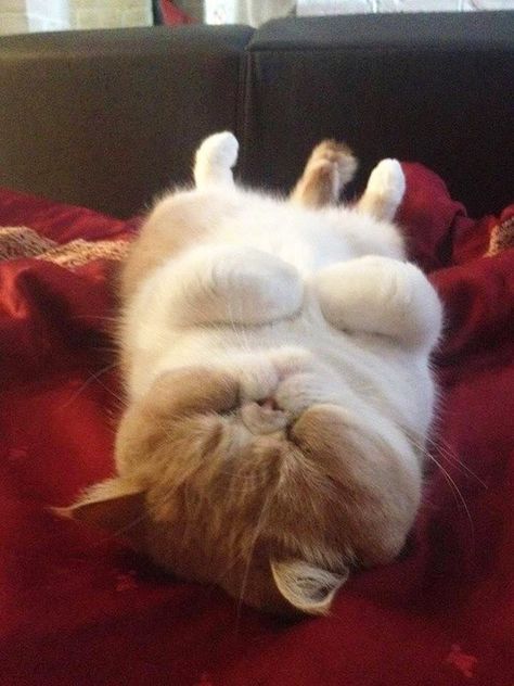 It's Time For Some Cats Sleeping On Their Backs And Looking Totally Adorable - I Can Has Cheezburger? Exotic Shorthair Cat, Exotic Shorthair, Image Chat, Fluffy Cat, Cat Sleeping, Fat Cats, Funny Cute Cats, Kitty Cats, Cute Creatures