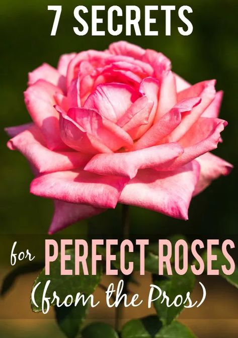 7 Rose Growing Secrets the Pros Use Rose Growing, Rose Plant Care, Funny Vine, Rose Garden Design, Easy Gardening, Rose Care, Garden Shrubs, Garden Types, Pallet Garden