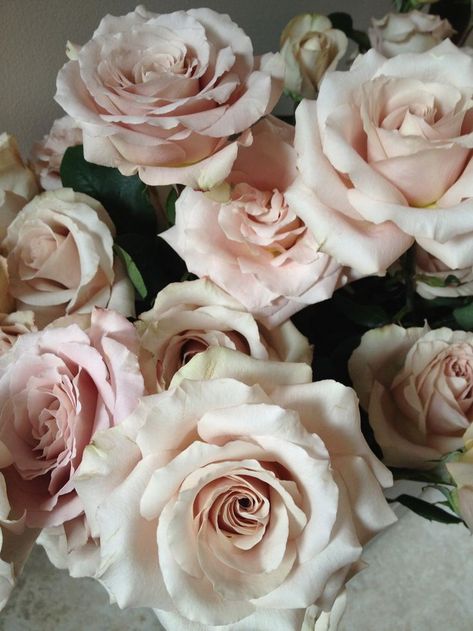 Quicksand Roses #blush #wedding #flowers #blooms #roses #Quicksand Champagne Roses, Rose Varieties, Colorful Roses, Romantic Roses, Spray Roses, Blush Roses, Arte Floral, Types Of Flowers, Beautiful Blooms