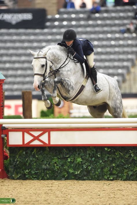 Hunter Jumper Aesthetic, Jumping Pictures, Equestrian Jumping, Hunter Jumper Horses, Hunter Horse, Horse Anatomy, Beautiful Horse Pictures, Horse Videos, Horse Aesthetic