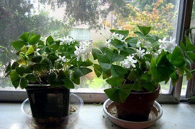 Shamrock Plant, Clover Plant, Christmas Cactus Plant, Wood Sorrel, Plant Care Instructions, Tiny White Flowers, Growing Greens, Succulent Garden Diy, Indoor Plant Care