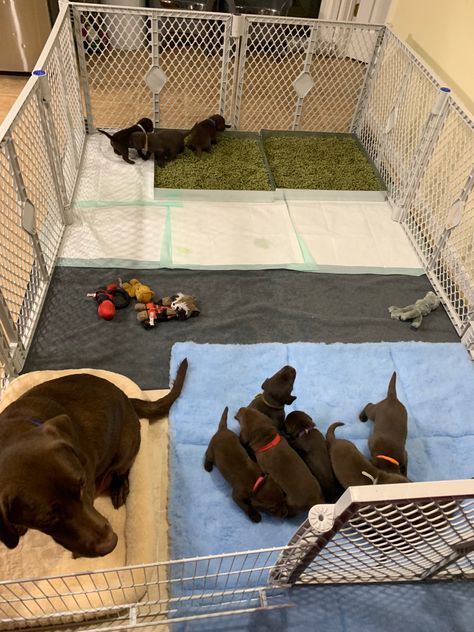 Breeder Puppy Room, Litter Of Puppies Pen, Welping Box Ideas Puppies Diy Cheap, Puppy Whelping Room Ideas, Puppy Litter Box Ideas, Puppy Pen Ideas, Whelping Box Ideas, Whelping Room, School Methods