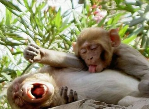 belly lick Monkey Pictures, Monkeys Funny, Monkey Business, A Monkey, Primates, Animal Love, Monkeys, Animal Kingdom, Funny Animals