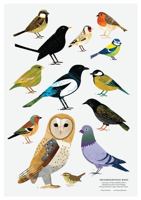 Bird Illustration Art, Birds Poster, Colorful Bird Illustration, British Birds, Birds Illustration, Graphic Bird Illustration, English Birds Illustration, Bird Watching Illustration, British Birds Illustration