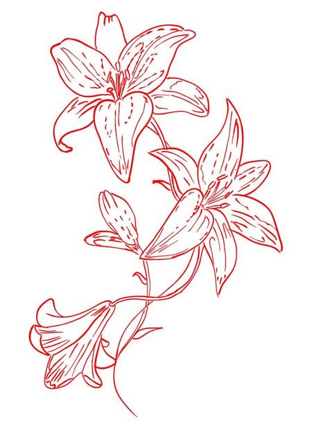 Flower And Line Tattoo, Orchid And Lily Tattoo, Tattoos Of Lily Flowers, Lilies Flower Tattoo, Lily Tattoo Design Color, Tattoo Of Lily Flower, Wrap Around Shoulder Tattoos For Women, Tattoo Lillies, First Tatoos Idea