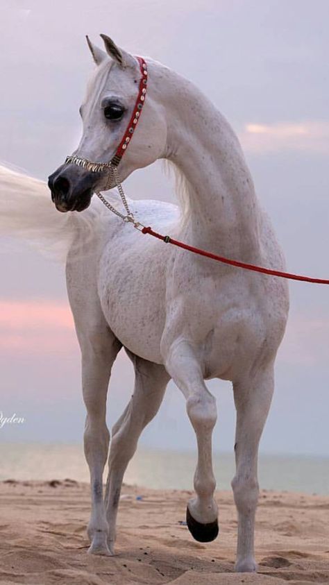 arabian horse Cai Arabi, White Arabian Horse, Black Arabian Horse, Arabic Horse, حصان عربي, Arab Horse, Arabian Horse Art, Cai Sălbatici, Rasy Koni