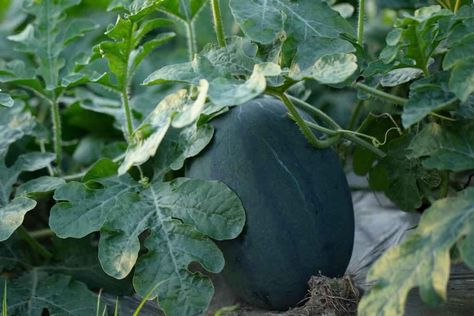 All About the Black Diamond Watermelon - Minneopa Orchards Black Diamond Watermelon, Watermelon Varieties, Watermelon Plant, Cucumber Beetles, Watermelon Seeds, Watermelon Fruit, Edible Landscaping, Harvest Time, Yard Ideas