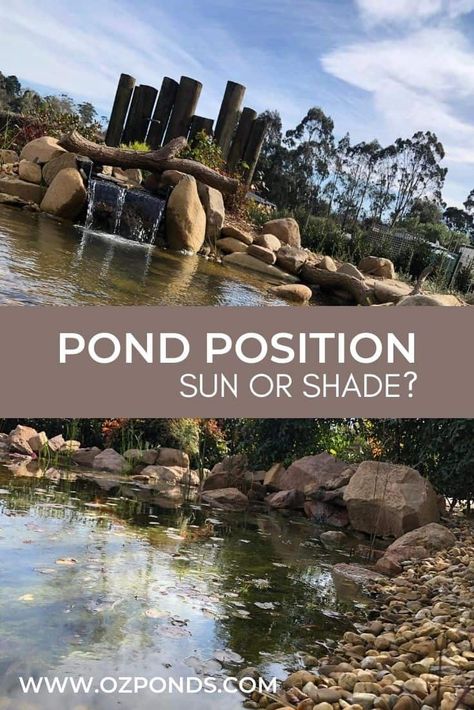 Should a pond be in sun or shade? – Ozponds Pond Algae, Sun Morning, Pond Netting, Patio Pond, Sun Loving Plants, Pond Pumps, Floating Plants, Pond Plants, Afternoon Sun