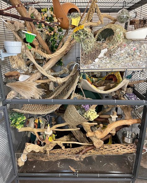 Mouse Enrichment, Pocket Potatoes, Rat Cage Setup, Rat Cage Diy, Rat Ideas, Pocket Puppies, Pet Rat Cages, Critter Nation Cage, Rat Care