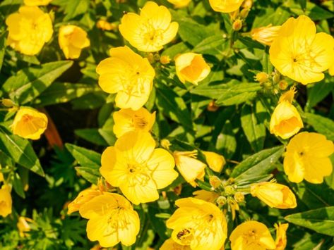 How To Grow Yellow Evening Primrose Plants Yellow Evening Primrose, Yellow Primrose Flower, Yellow Primrose, Evening Primrose Flower, Easter House, Primrose Plant, Primrose Flower, Primrose Yellow, Smelling Flowers