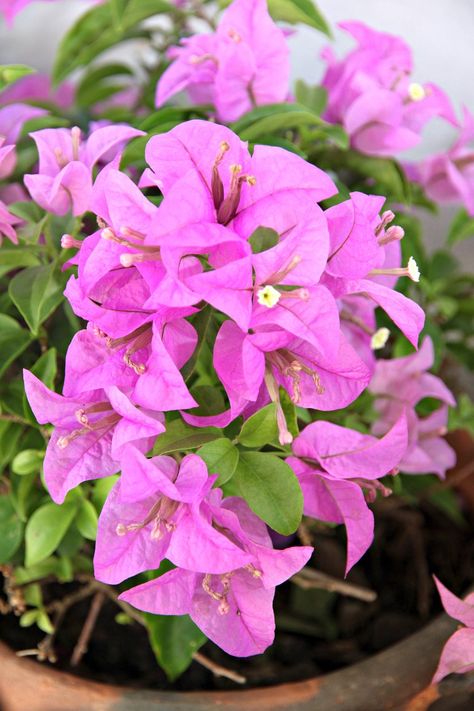 In warm regions, bougainvillea blooms almost year around and thrives outdoors. However, northern gardeners will have a bit more work to keep this plant alive and happy during winter. This article will help with tips on providing good bougainvillea winter care. Flower Bougainvillea, Raised Garden Beds Cinder Blocks, Bougainvillea Colors, Bougainvillea Care, Bougainvillea Plant, Growing Winter Vegetables, Winter Veggies, Winter Greenhouse, Winter Care