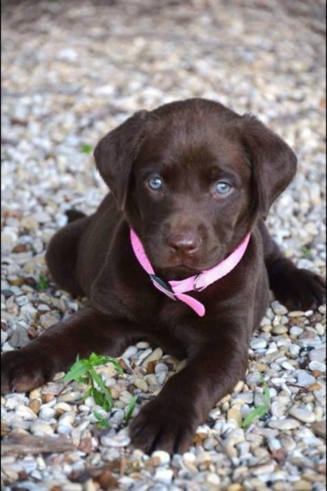 Pretty female chocolate lab Labrador Retriever Chocolate, Husky Corgi, Puppies With Blue Eyes, Labrador Yellow, Duck Dog, Labrador Noir, Chocolate Lab Puppies, Labrador Puppies, Chocolate Labs