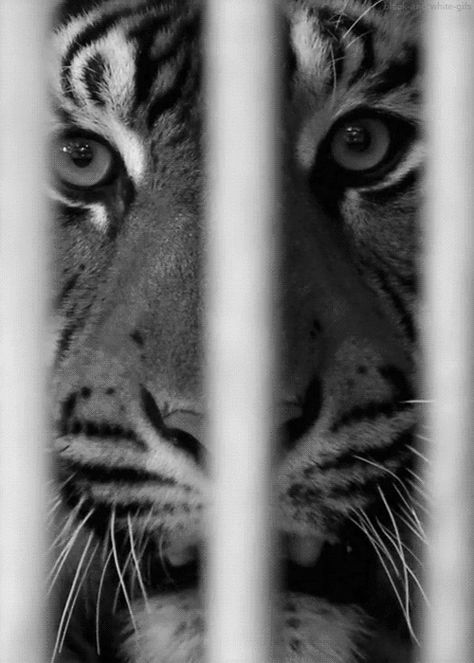 gif tiger images | tiger big cats animals black and white excited eyes roar cage growl ... Human Cage Aesthetic, Animal Teeth, Circus Animals, Pet Cage, Creature Feature, Funny Animal Memes, Animal Planet, All About Cats, Nature Design