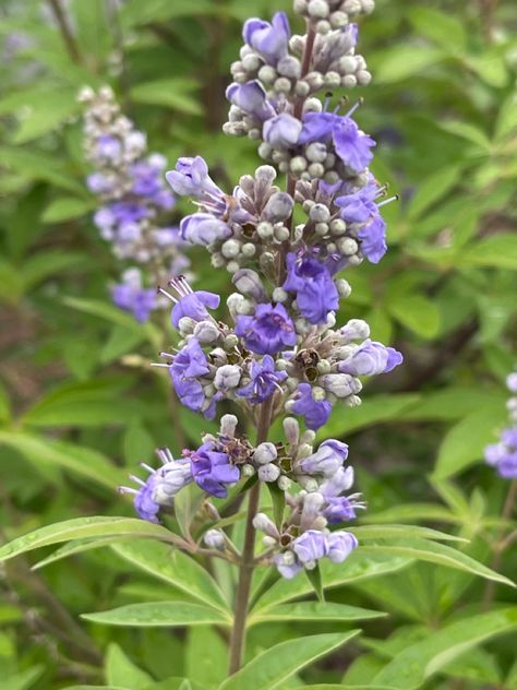 Lilac chastetree, Chasteberry, Vitex, Monk’s pepper, Abraham’s balm, Sage tree (Botanical name: Vitex agnus-castus ) Sage Tree, Vitex Agnus Castus, Drinks Packaging, Agnus Castus, Chaste Tree, Drinks Packaging Design, Herbal Medicine, Apothecary, Packaging Design