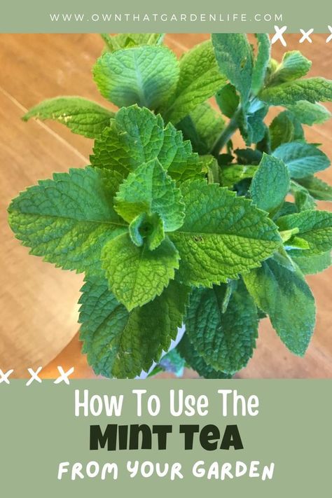 Learn all the many ways that you can use the mint tea growing in your own garden! From medicinal to brewing! #mint #tea #garden #uses #medicinal Mint Tea From Mint Leaves, Tea Growing, Fresh Mint Tea, Spearmint Tea, Making Tea, Indian Tea, Tea Plant, Mint Plants, Herbal Recipes