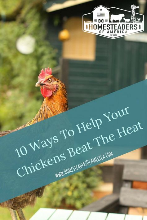 Heat Tolerant Chicken Breeds, Duck Keeping, Chicken Grit, Fox Eat, Get Rid Of Flies, Raising Pigs, Types Of Chickens, Chicken Farming, Raising Backyard Chickens