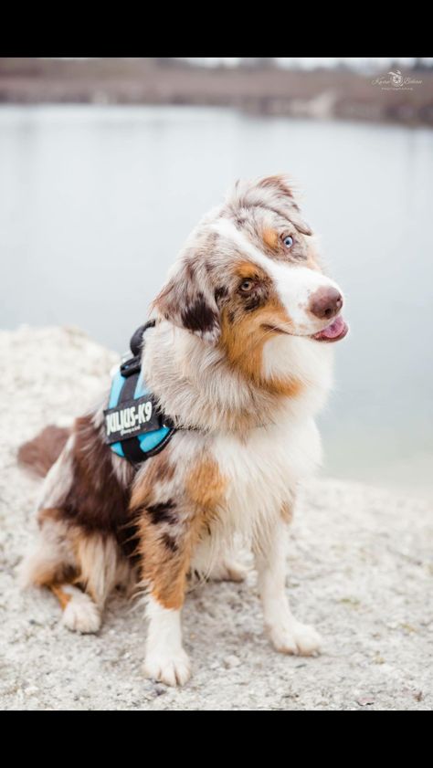 Australian Shepherd Service Dog, Smart Working, American Shepherd, Dogs Stuff, Aussie Shepherd, Aussie Puppies, Aussie Dogs, Working Dog, Australian Shepherd Dogs