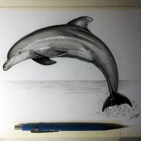 Crtezi Zivotinja, Dolphin Drawing, Swimming With Dolphins, Dolphin Painting, Dolphins Tattoo, Drawing Study, Shark Drawing, Dolphin Art, 3d Art Drawing