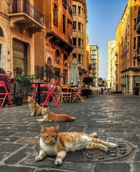 Beirut Streets, Lebanon Vacation, Lebanon Aesthetic, Lebanon Nature, Lebanon Culture, Arab Core, Lebanon Food, Vacation 2023, Open Sesame