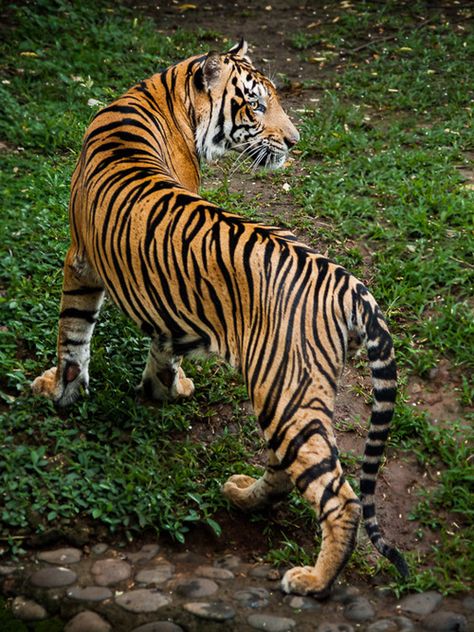 Wild Cat Species, Art Tigre, Gato Grande, Cat Species, Tiger Pictures, Wild Tiger, Cat Reference, Big Cats Art, Rupi Kaur