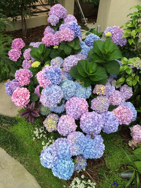 Purple Blue Hydrangeas, Blue And Purple Hydrangea Bouquet, Blue And Pink Hydrangea Wedding, Hydrangeas And Tulips, Pink Purple Blue Bridesmaids, Light Blue And Purple Bridesmaid Dresses, Purple Blue Flower Arrangements, Hydrangea Flower Arrangements Wedding, Pink Purple Blue Wedding Color Palettes