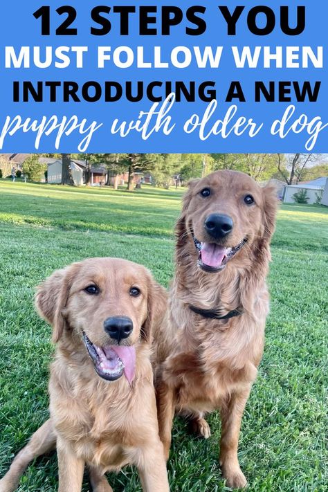 How To Introduce New Puppy To Dog, New Puppy Meeting Older Dog, Puppy Introduction To Dog, Introducing A Puppy To Your Dog, Introducing Dogs To Dogs, Introducing Puppy To Dog, Introducing A New Puppy To Your Dog, New Dog Checklist, Dog Breeders Kennels