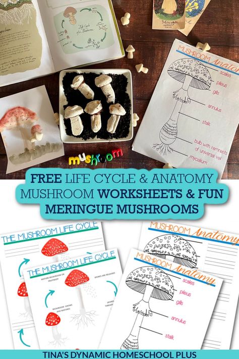 Free Life Cycle of a Mushroom Worksheet & Fun Meringue Mushrooms. I have a free life cycle of a mushroom worksheet and a fun edible meringue mushrooms activity. Also, you'll love this Fun Hands-on Free Mushroom Unit Study and Kids Learning Activities. Because the growth of mushrooms can be hard for students to understand, illustrating a mushroom life cycle is best. For example, mushrooms are not plants because they don’t have chlorophyll and can’t use the sun for energy. Mushroom Worksheet, Third Grade Stem Activities, Parts Of A Mushroom, Meringue Mushrooms, Mushroom Recipe, Homeschool Elementary, Homeschool Encouragement, A Worksheet, Homeschool Planner