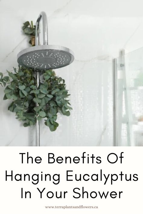 Daily spa-like experience at home in an affordable way. Benefits Of Eucalyptus Shower Head, Eucalyptus For Shower Head, Hanging Eucalyptus Bathroom, Plants To Hang In The Shower, Eucalyptus In Shower Bathroom, Eucalyptus Shower Head, Things To Hang From Ceiling, Shower Plants, Benefits Of Eucalyptus