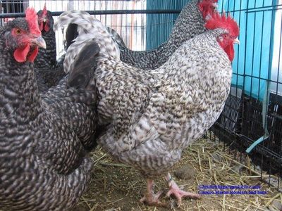 Cuckoo Marans Cuckoo Maran, Maran Chickens, Bro And Sis, Black Copper Marans, Chicken Flock, Dark Chocolate Color, Fancy Chickens, Beautiful Chickens, Raising Backyard Chickens