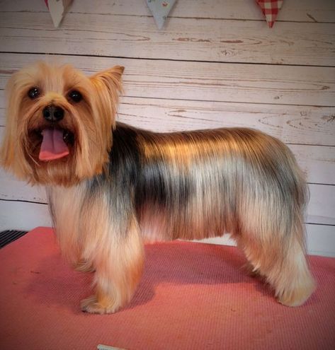 yorkie haircuts / yorkie hair styles Yorkie Hair, Lucy Loo, Yorkie Cuts, Yorkie Hairstyles, Yorkie Haircuts, Puppy Ideas, Top Dog Breeds, Dog Anatomy, Grooming Tips