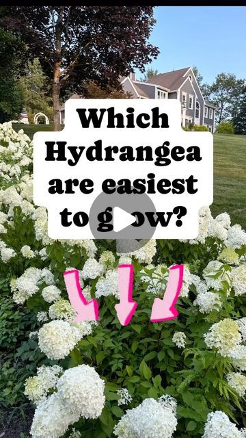 All the Gardening Things on Instagram: "🌸When considering which hydrangeas are easiest to grow, panicle hydrangeas (Hydrangea paniculata) stand out for several reasons. These hydrangeas are incredibly hardy, reliable bloomers, and adaptable to a wide range of growing conditions, making them a top choice for beginners and experienced gardeners alike.

🌸 Why Panicle Hydrangeas are Easy to Grow

🌸 🪴Hardiness: Panicle hydrangeas are robust and can thrive in USDA hardiness zones 3 to 8. This makes them suitable for a variety of climates, from cold northern regions to warmer southern areas.

🌸🪴Adaptability: These hydrangeas can grow well in different soil types, including sandy, loamy, and clay soils. They prefer well-draining soil but can tolerate less-than-ideal conditions.

🌸🪴Sunlight Hydrangea Types, Soil Types, Panicle Hydrangea, Hardiness Zones, Hydrangea Paniculata, Clay Soil, Flower Ideas, Green Garden, Planting Herbs