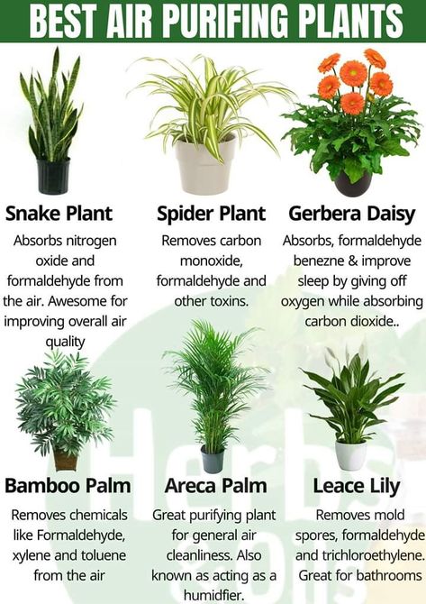 6 Best air-purifying plants from NASA clean air study. Best Air Purifying Plants, Air Purifying House Plants, Household Plants, Plant Care Houseplant, Healing Plants, Indoor Plant Care, Inside Plants, Growing Plants Indoors, Best Indoor Plants