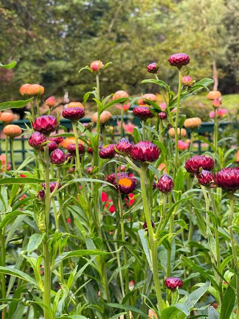 Say no to faded blooms and embrace everlasting color! Discover the magic of strawflowers with this addictive guide. Learn how to start strawflower from seed, grow, care for and DIY stunning arrangements all season long with these simple tips. Strawflower Garden, Easiest Flowers To Grow, Late Summer Flowers, Diy Arrangements, Everlasting Flowers, Thriving Garden, Cut Flower Garden, Garden Images, Healthy Garden