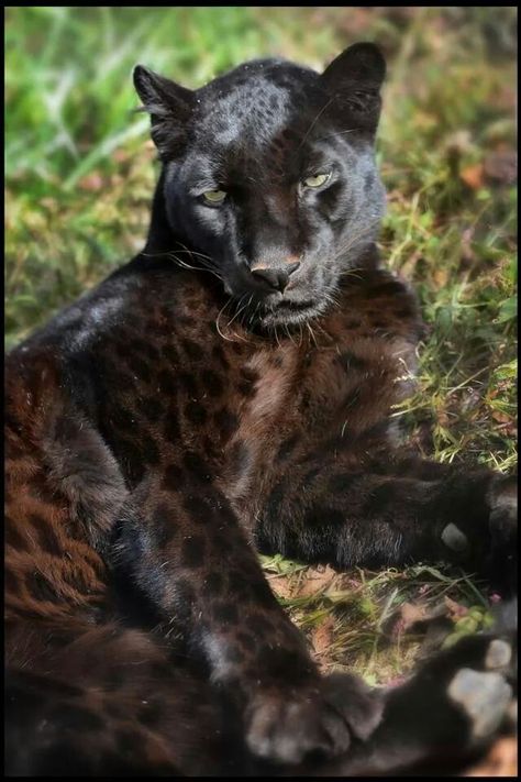 Melanistic leopard Melanistic Cheetah, Melanistic Leopard, Storm Kings Thunder, African Leopard, Amur Leopard, Pinscher Dog, Doberman Pinscher Dog, Bookish Things, Favorite Animals