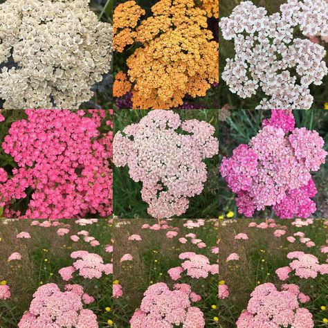 Some of the Achillea in flower #achillia#pastel#colours#beautiful#flowers#garden Achillea Flower, Flower Guide, Beautiful Flowers Garden, Costume Contest, Seasonal Flowers, Pastel Colours, Flowers Garden, Dance Costume, Event Styling