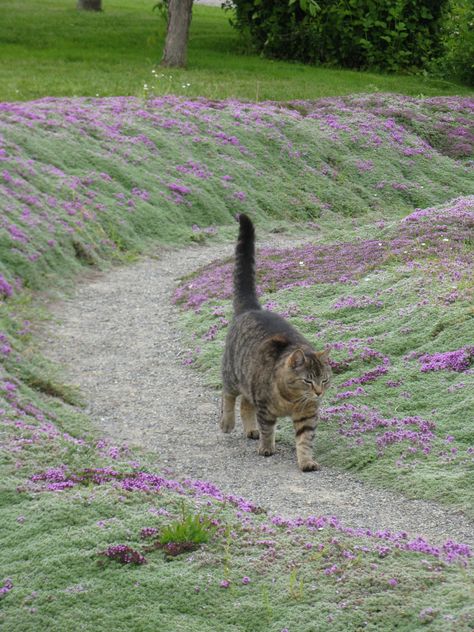 Woolly Thyme Ground Cover, Thyme Ground Cover, Woolly Thyme, Wooly Thyme, Ground Cover Seeds, Dog Friendly Garden, Saint John New Brunswick, Building Raised Beds, Green Things