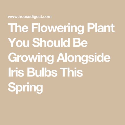 The Flowering Plant You Should Be Growing Alongside Iris Bulbs This Spring Iris Bulbs, Globe Flower, Iris Rhizomes, American Meadows, Spring House, Succession Planting, Garden Compost, Spring Bulbs, Soil Improvement