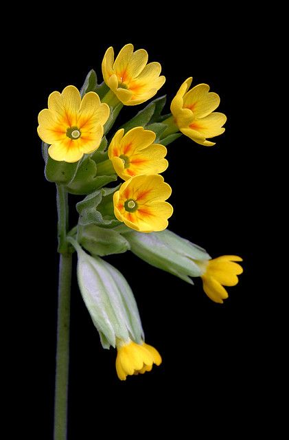 Primula Veris, Floral Rainbow, Flowers Wild, All Flowers, Exotic Flowers, Flower Beauty, Flowers Nature, Beautiful Blooms, Amazing Flowers