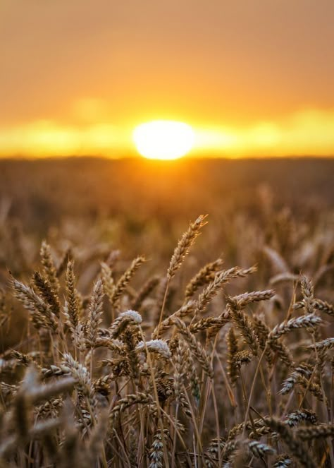 Country Photography, Photoshop Digital Background, Fields Of Gold, Wheat Field, Wheat Fields, Photo Background Images, Beautiful Landscape Wallpaper, Stunning Photography, Drawing Images