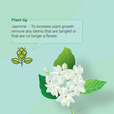 If planting a twining vine variety and wanting jasmine to climb, the plant will need a support structure. A trellis or fence will both work.To prune jasmine, first remove any damaged, diseased or dead stems from the plant to prevent any spread of disease. Jasmine needs full sun or part shade. Join our community to know more such tips on different plants- https://www.facebook.com/groups/3746431772124204 #Hariyali #plantcommunity #plantbased #plantlover Chameli Flower, Plant Tips, Jasmine Flower, Support Structure, Different Plants, Plant Growth, Plant Lover, Mother Nature, Tangled